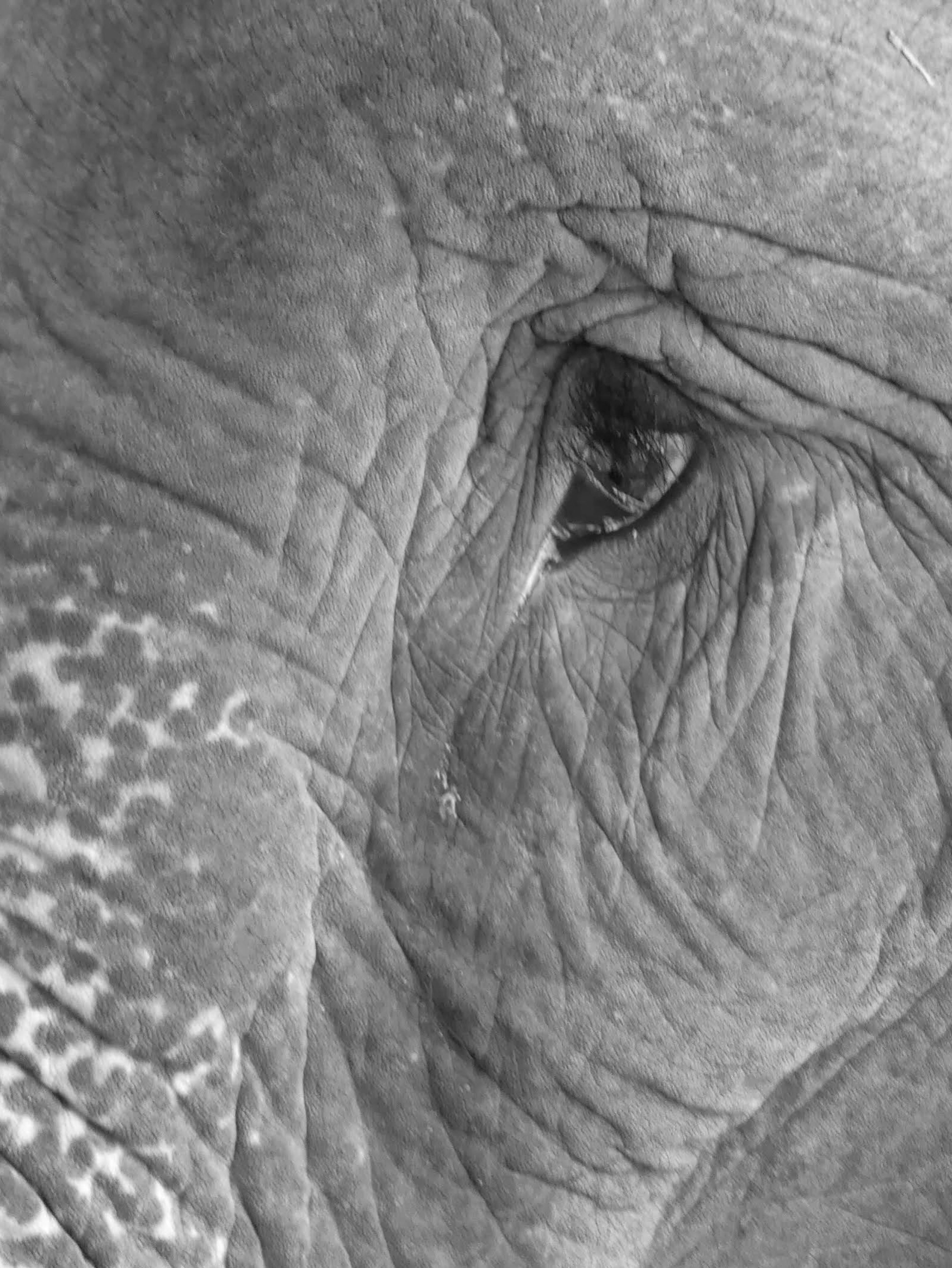 Le regard de Laurent ROYAU